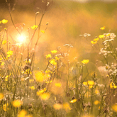 Sunny Days Fragrance Oil - Craftovator